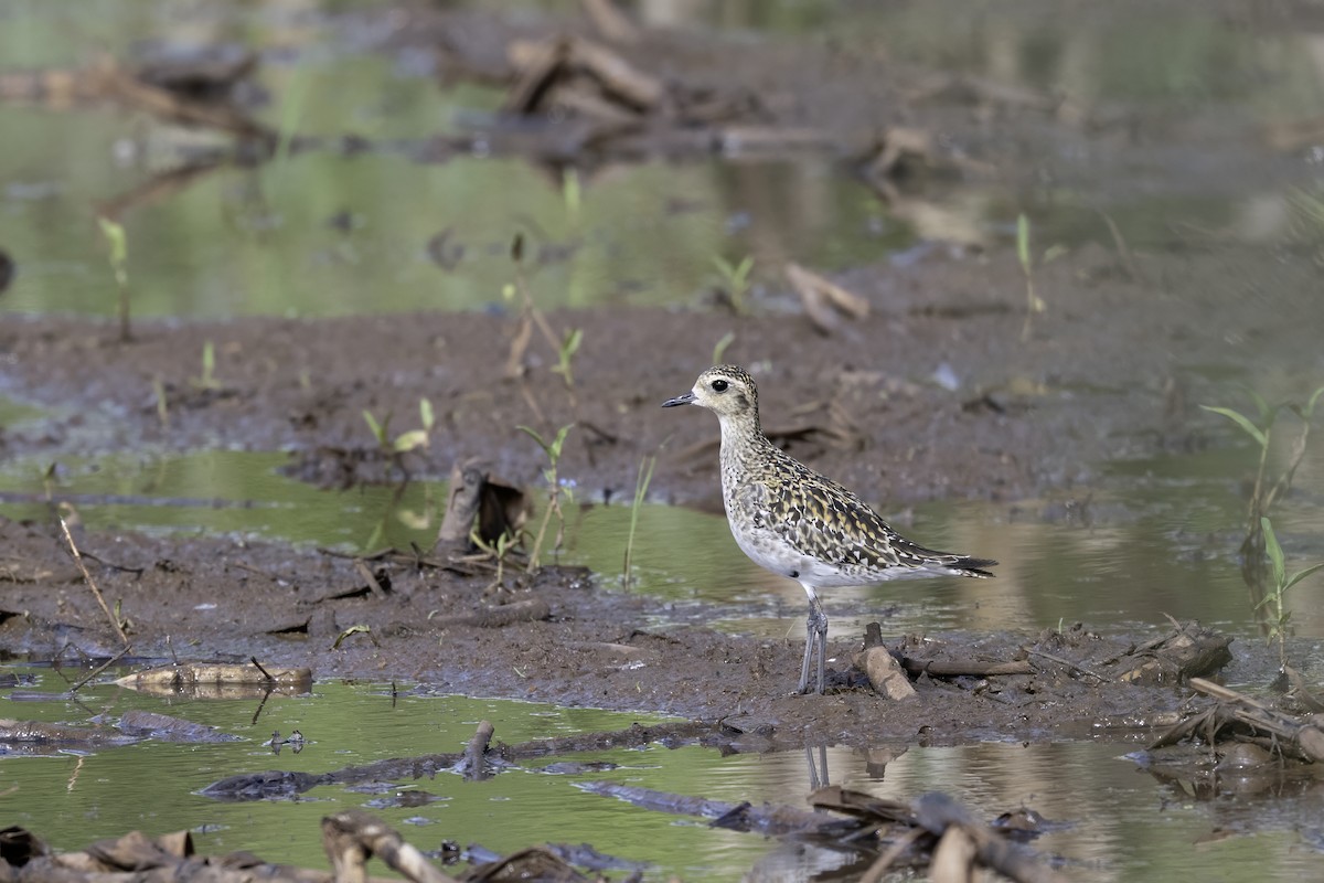 Küçük Altın Yağmurcun - ML644397146