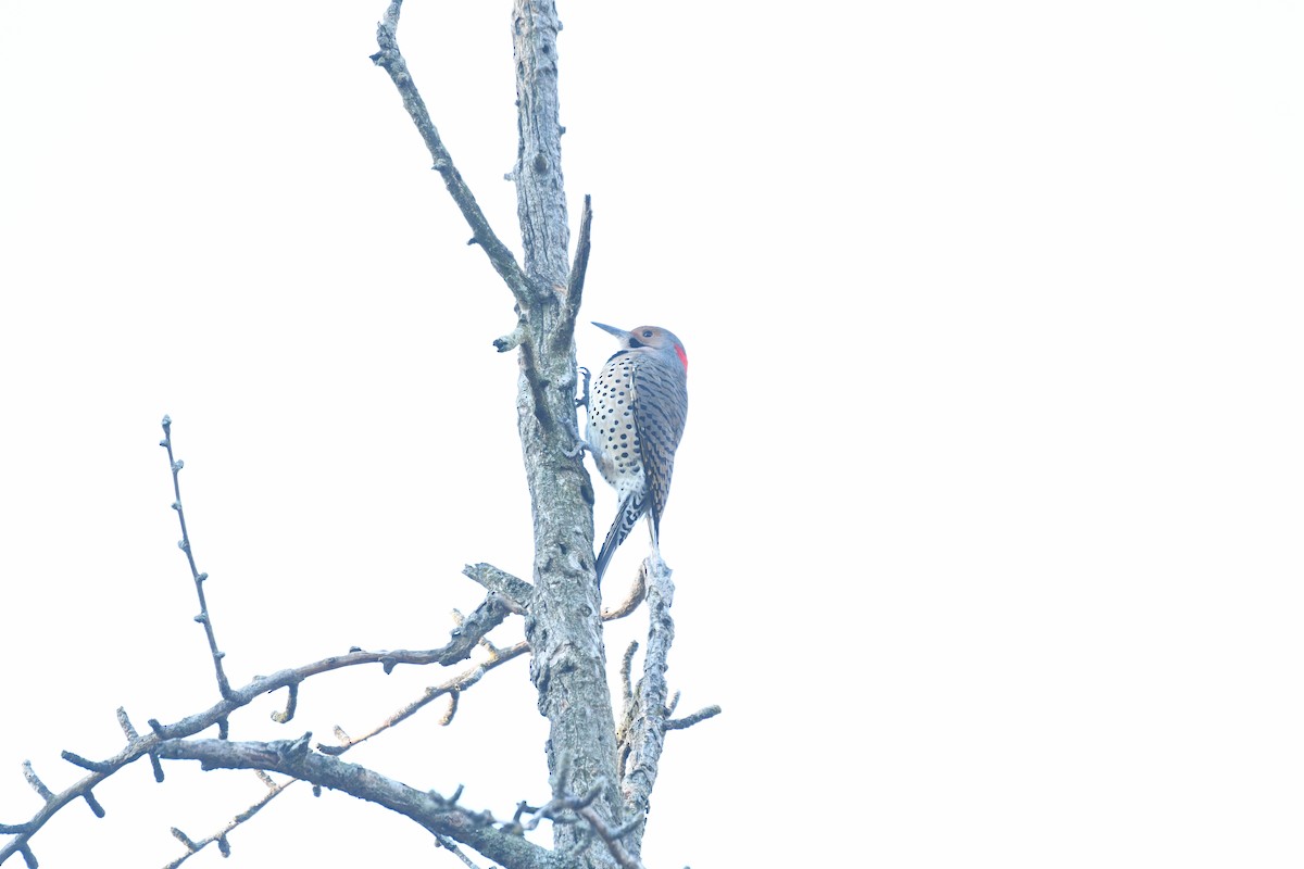 Northern Flicker - ML644397152