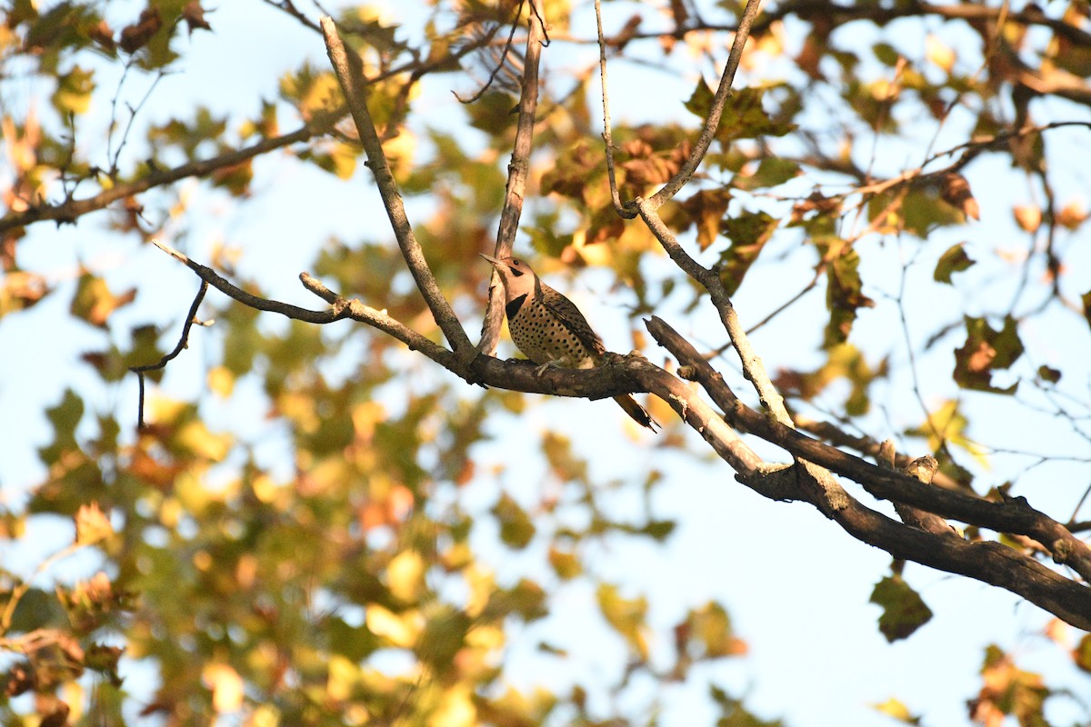 Northern Flicker - ML644397154