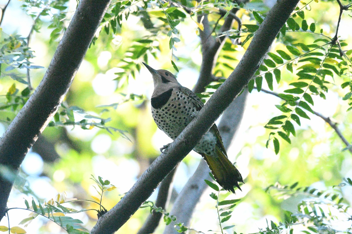 Northern Flicker - ML644397155