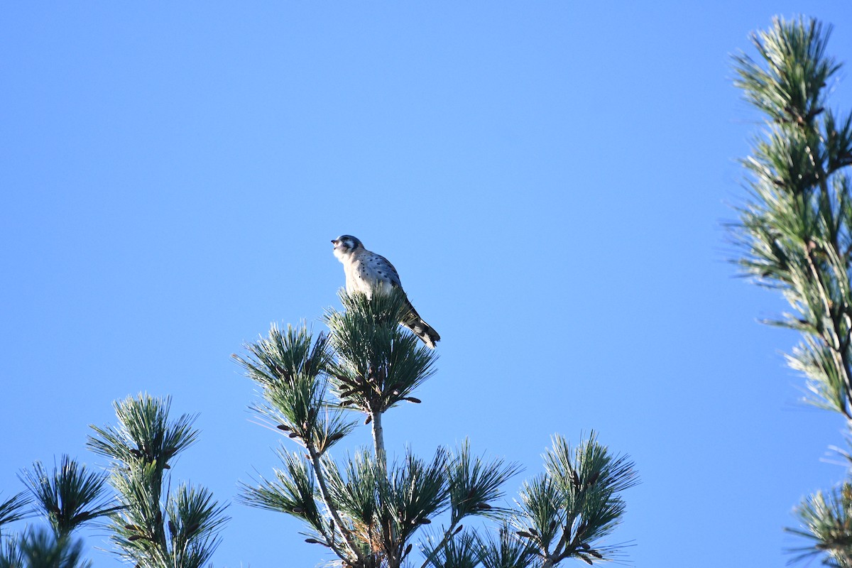 American Kestrel - ML644397160