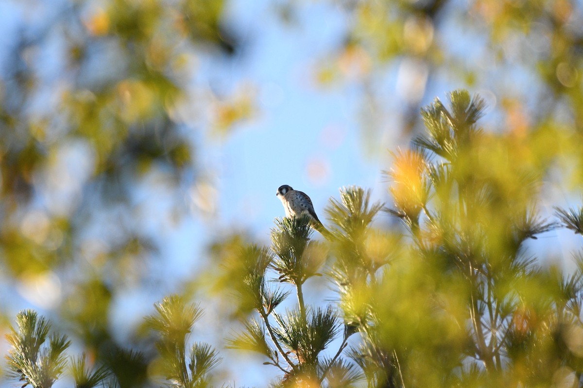 American Kestrel - ML644397161