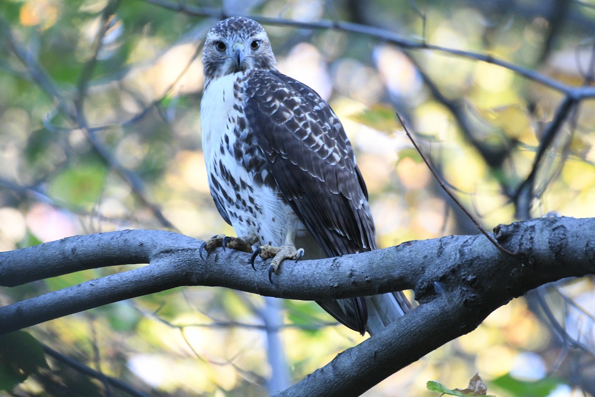 Red-tailed Hawk - ML644397166