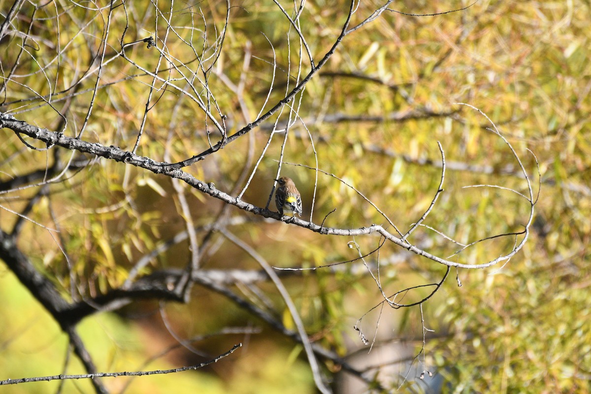 Yellow-rumped Warbler - ML644397168