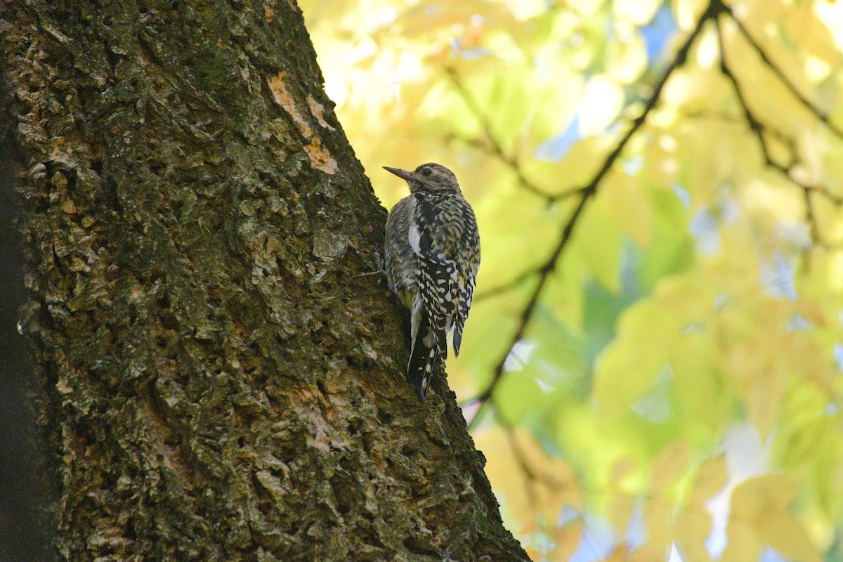 Gelbbauch-Saftlecker - ML644397170