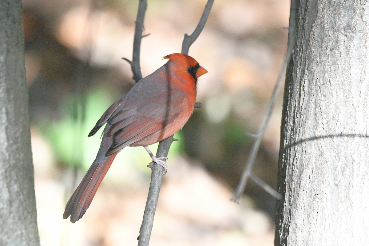 Northern Cardinal - ML644397171