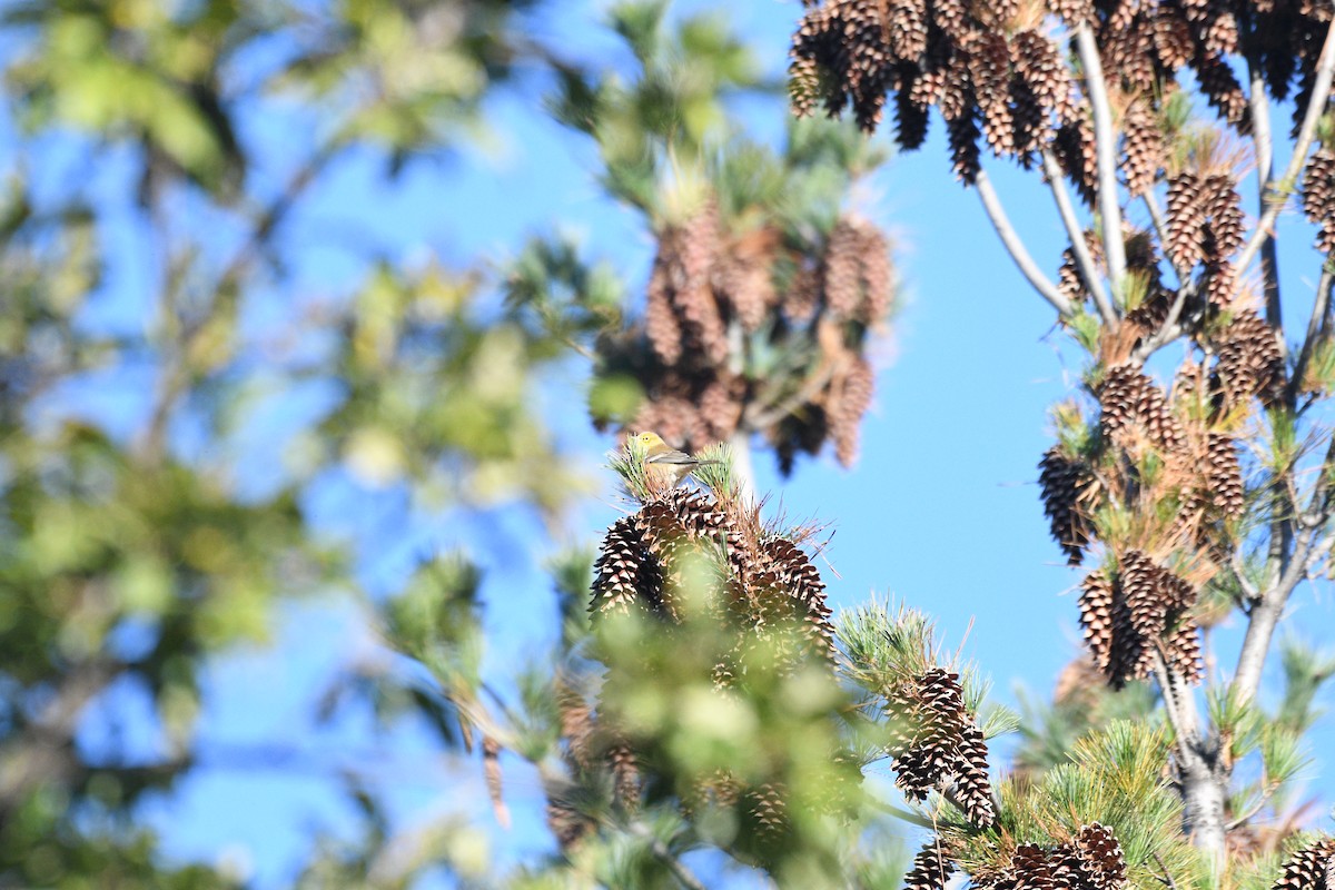 Palm Warbler - ML644397186