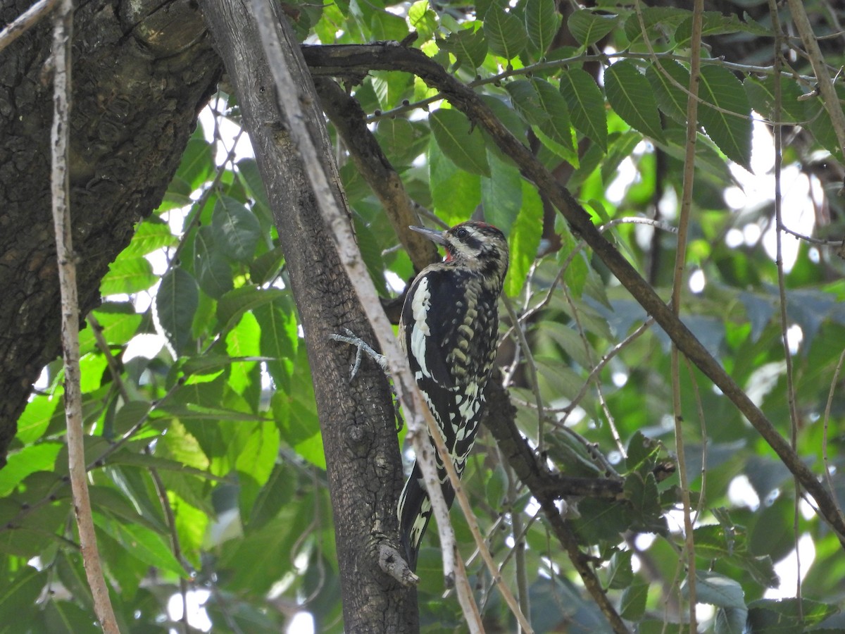 Gelbbauch-Saftlecker - ML644397187