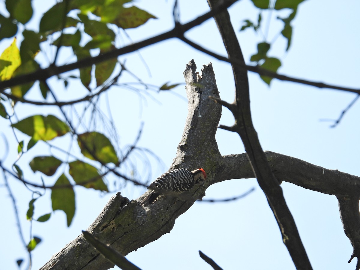 シマアカゲラ - ML644397196