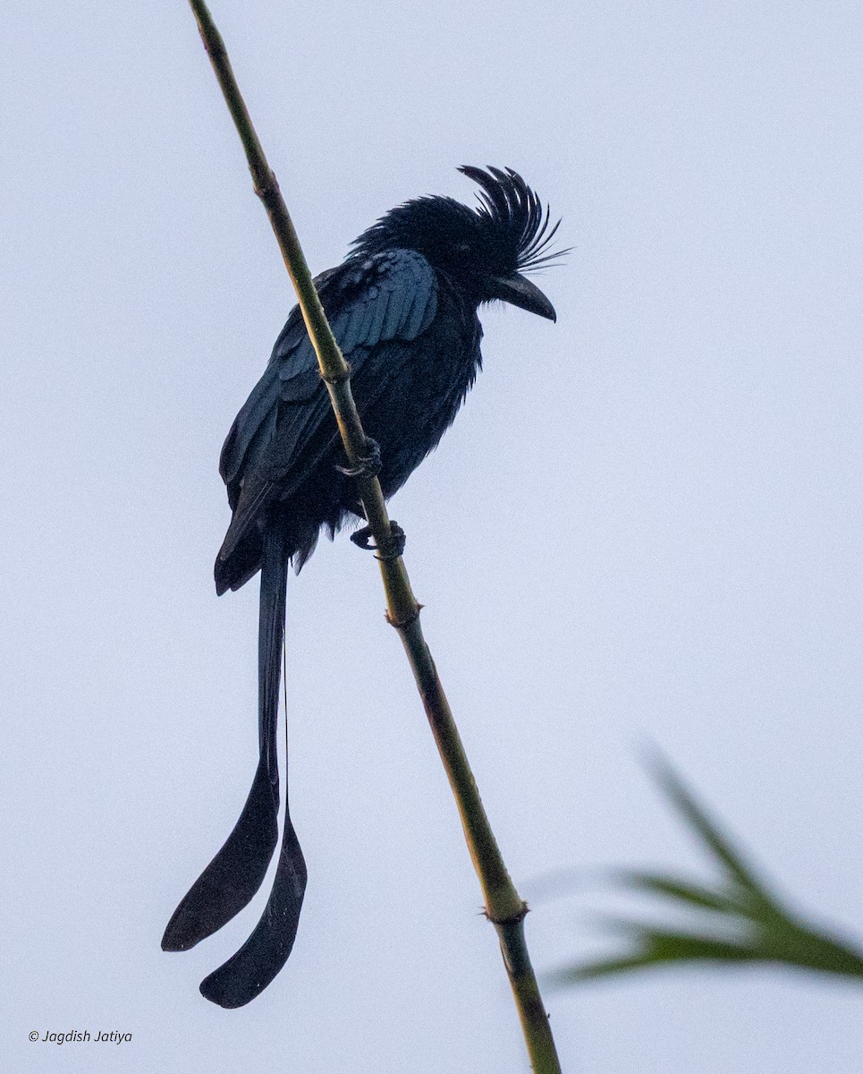 dragedrongo - ML644397198