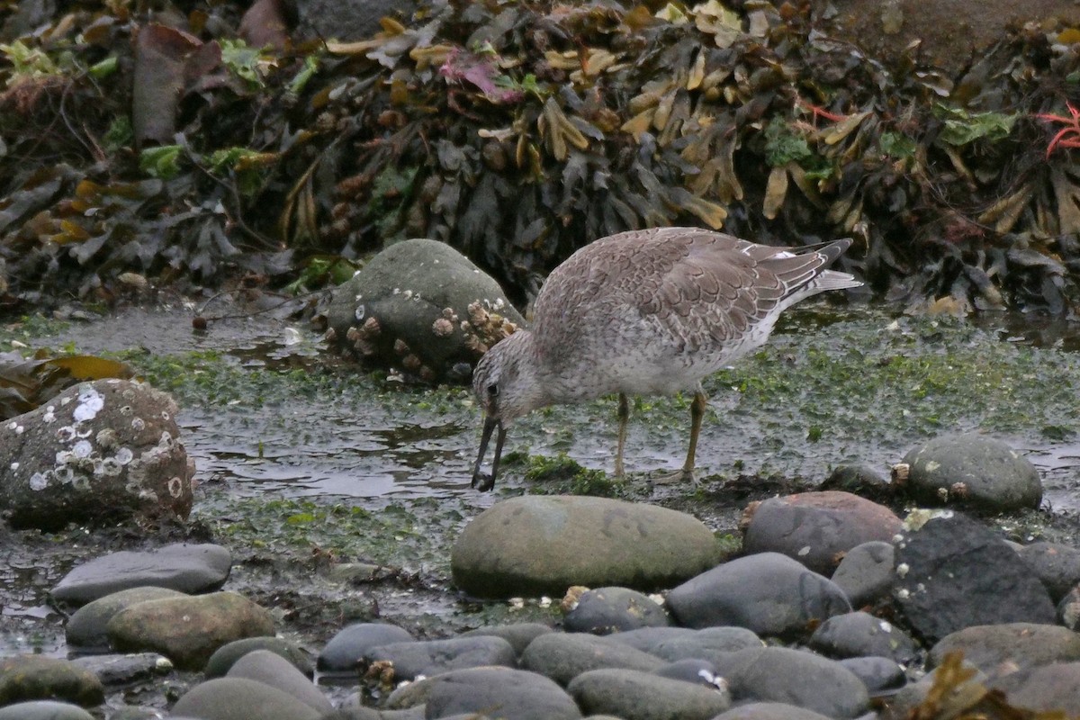 Red Knot - ML644397199