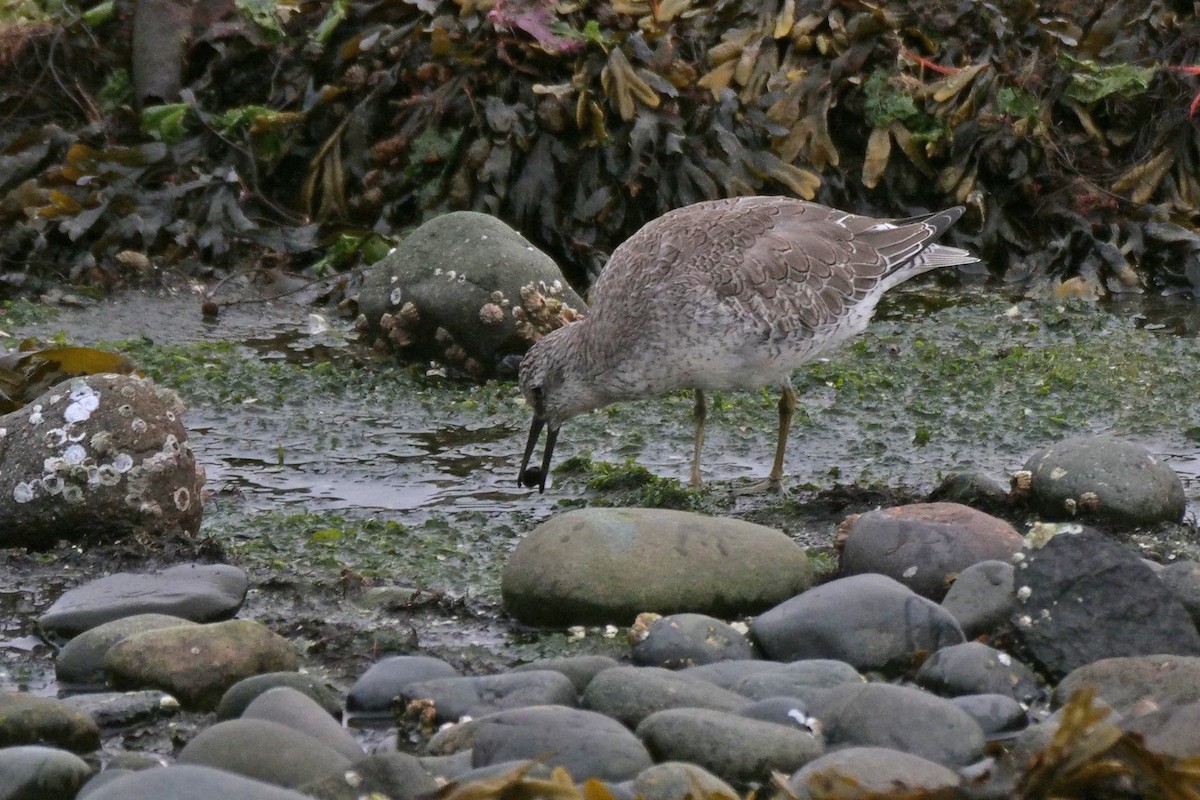 Red Knot - ML644397200