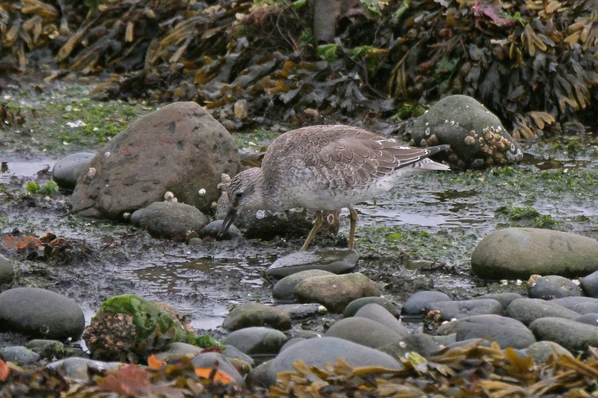 Red Knot - ML644397201