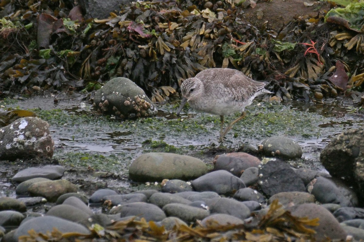 Red Knot - ML644397202