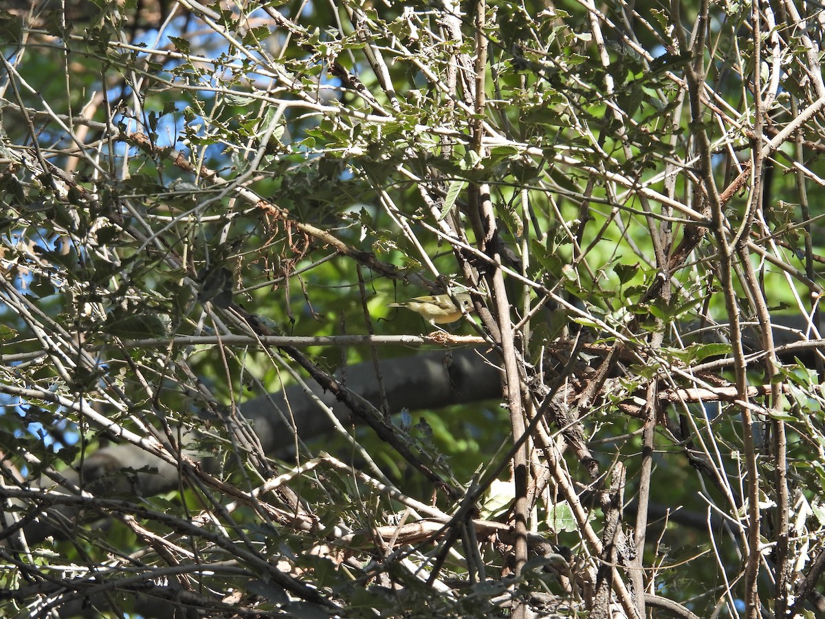 rubinfuglekonge - ML644397203