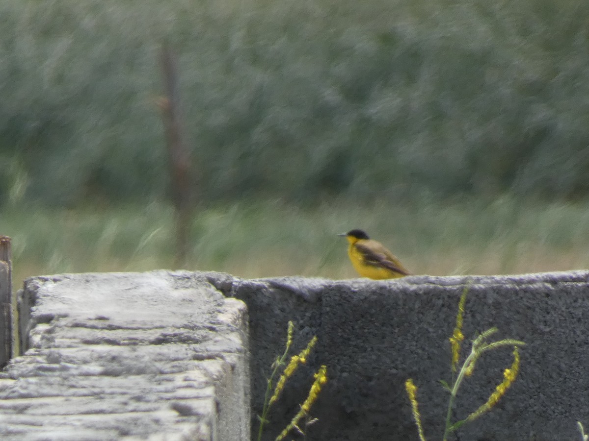 gulerle - ML644397209