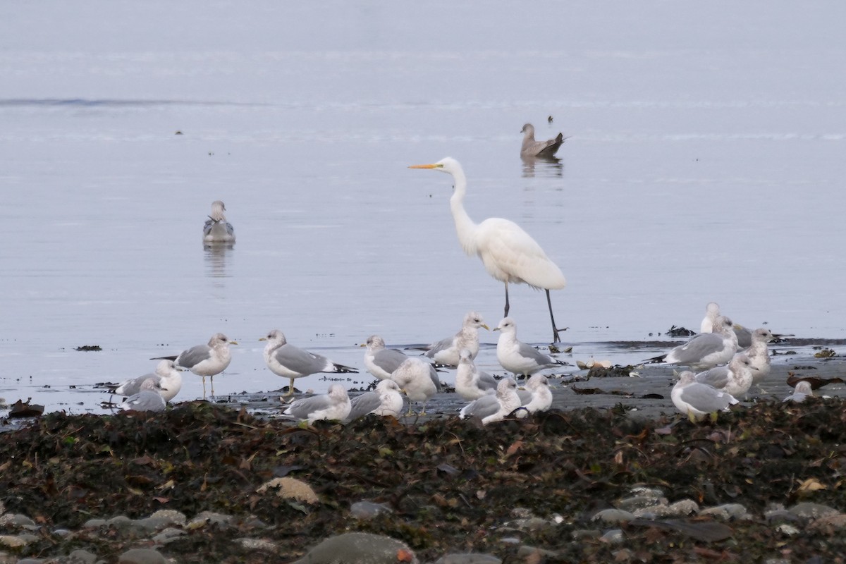 Great Egret (alba) - ML644397224
