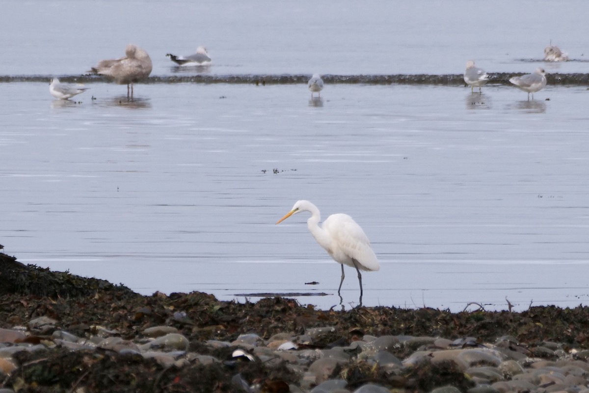 Great Egret (alba) - ML644397225