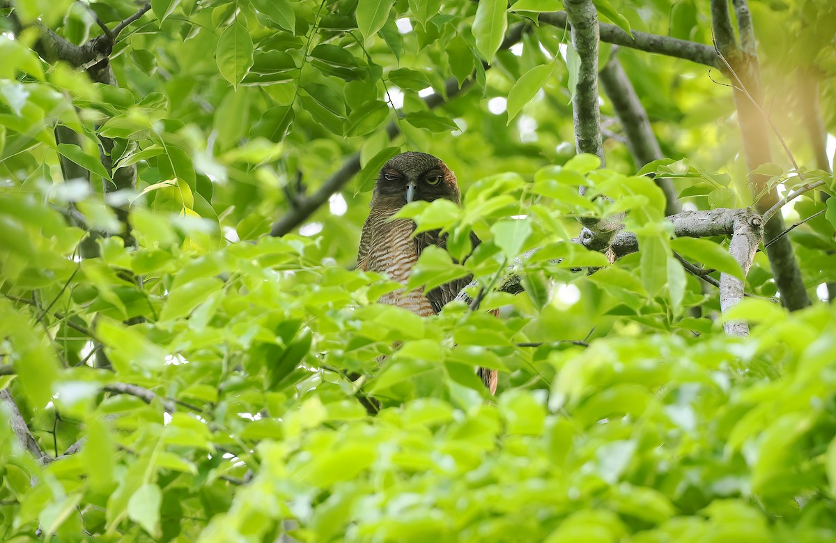 Рыжая иглоногая сова - ML644397230