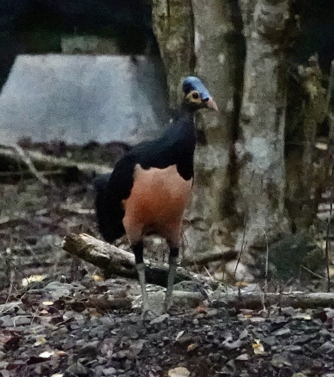 セレベスツカツクリ - ML644397236