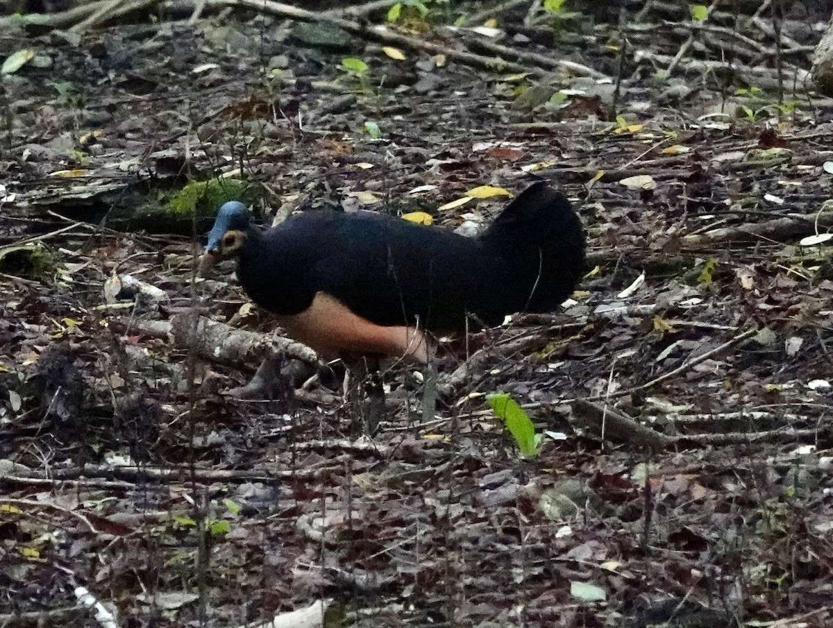 セレベスツカツクリ - ML644397237