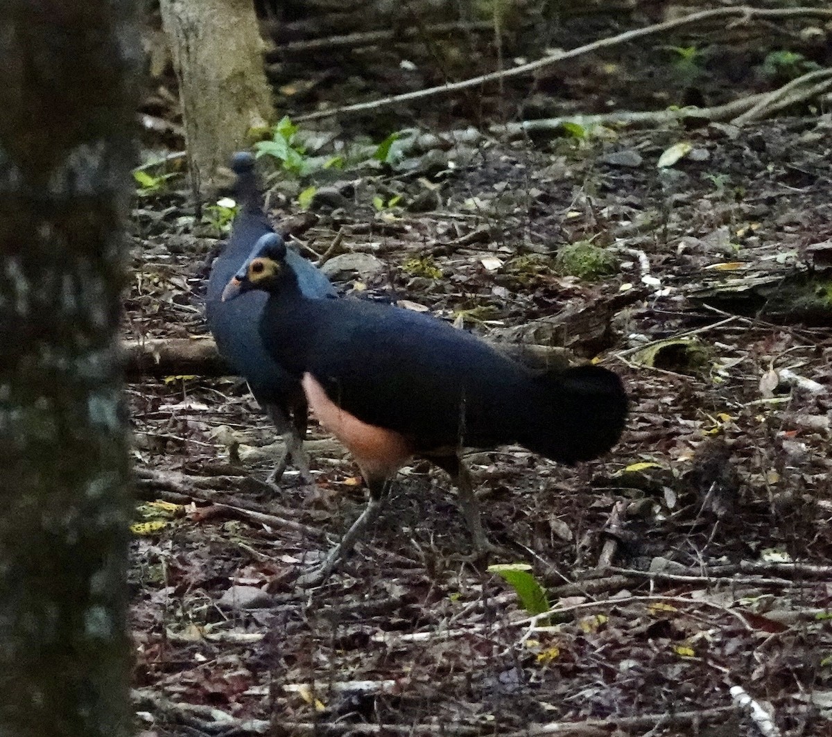 セレベスツカツクリ - ML644397238