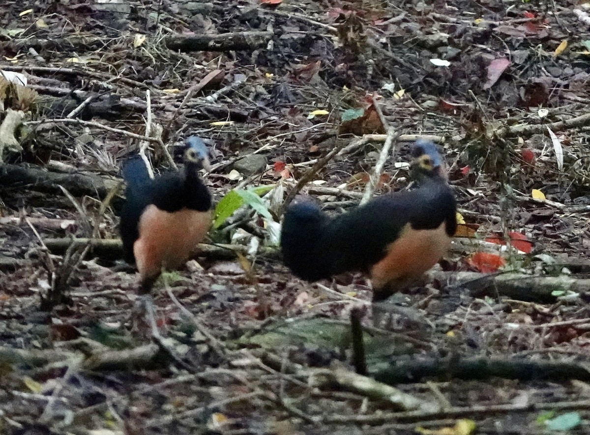 セレベスツカツクリ - ML644397239