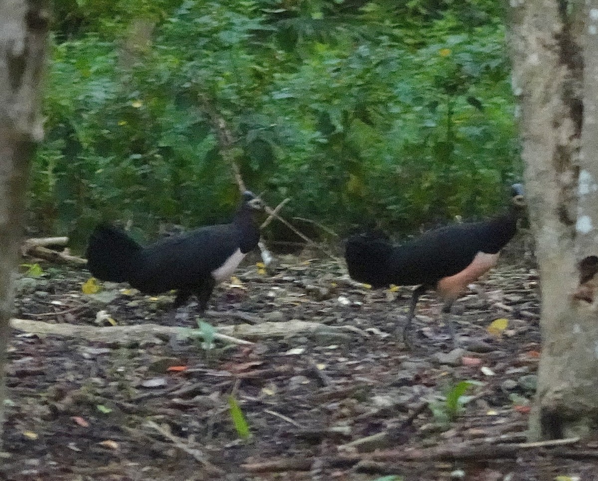 セレベスツカツクリ - ML644397240