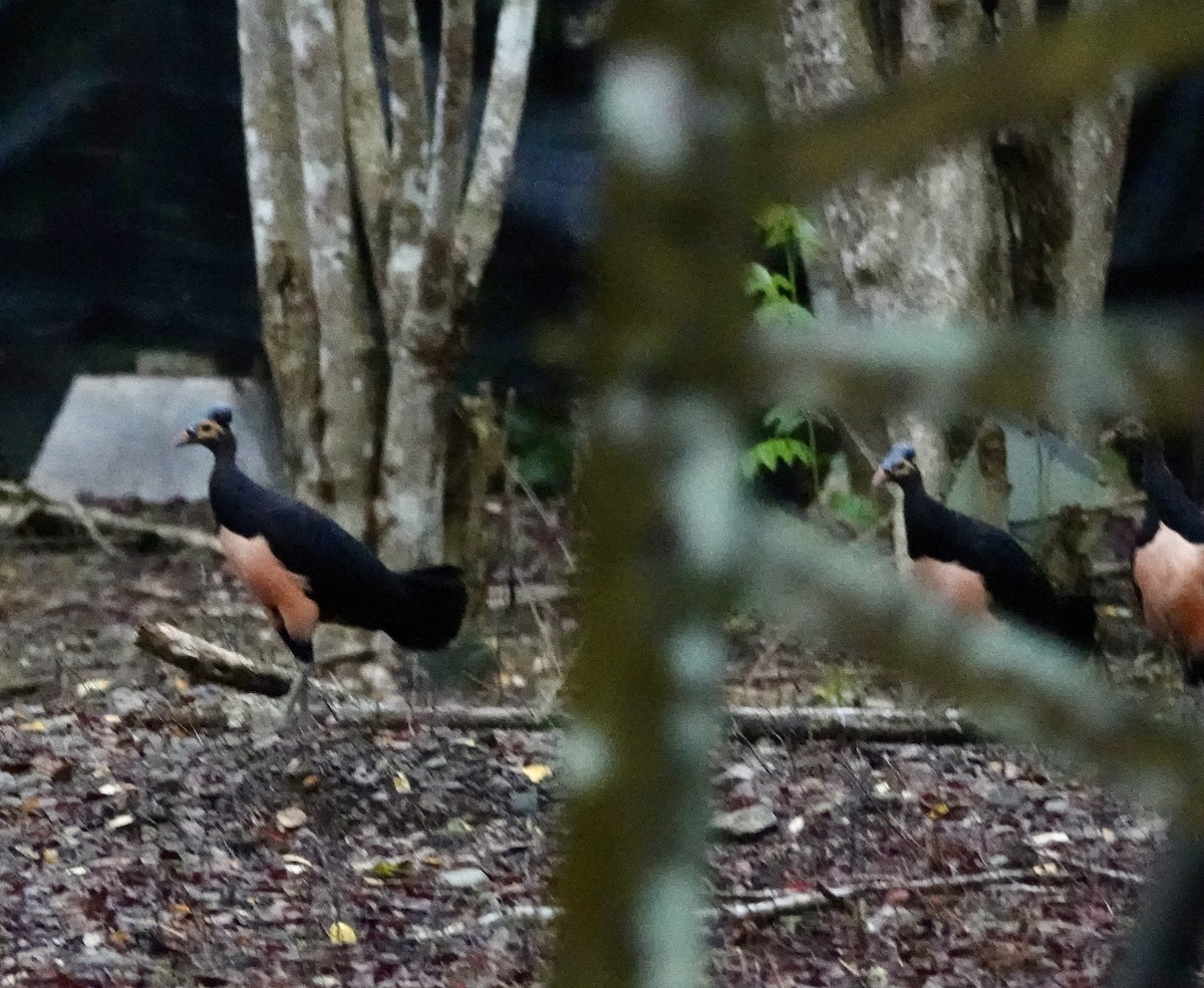 セレベスツカツクリ - ML644397241