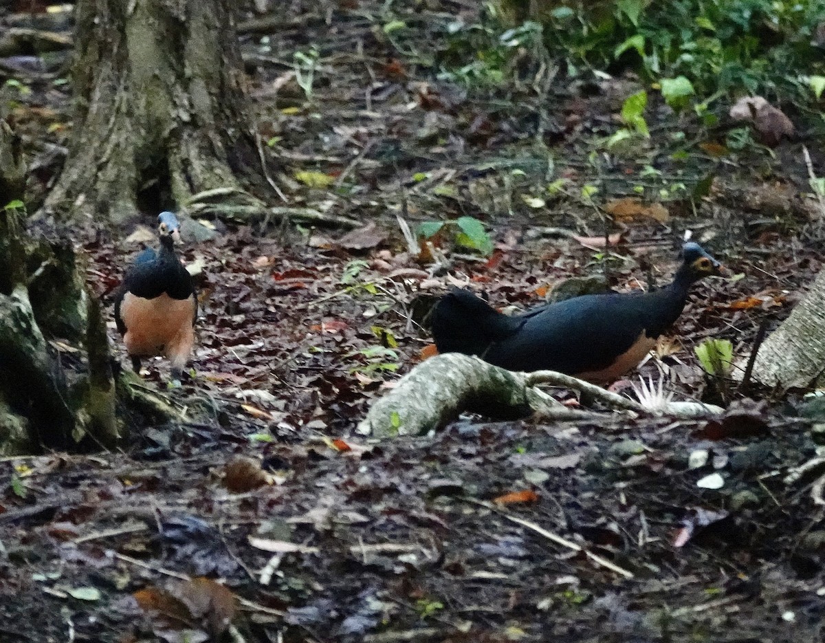 セレベスツカツクリ - ML644397242