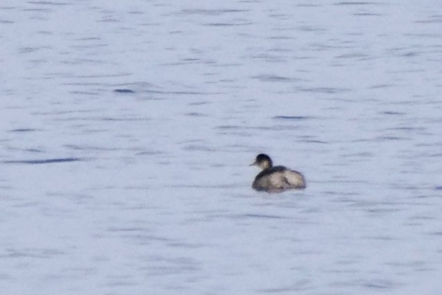 Eared Grebe - ML644397244