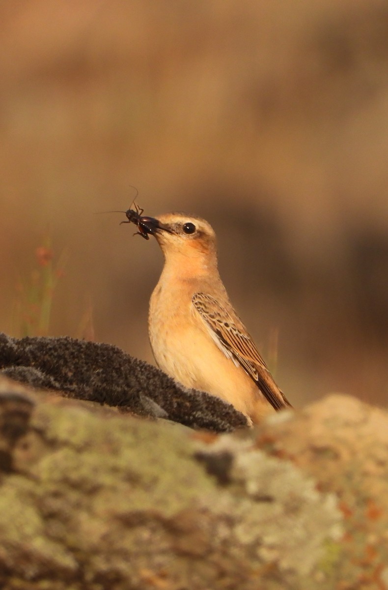 Northern Wheatear - ML644397246