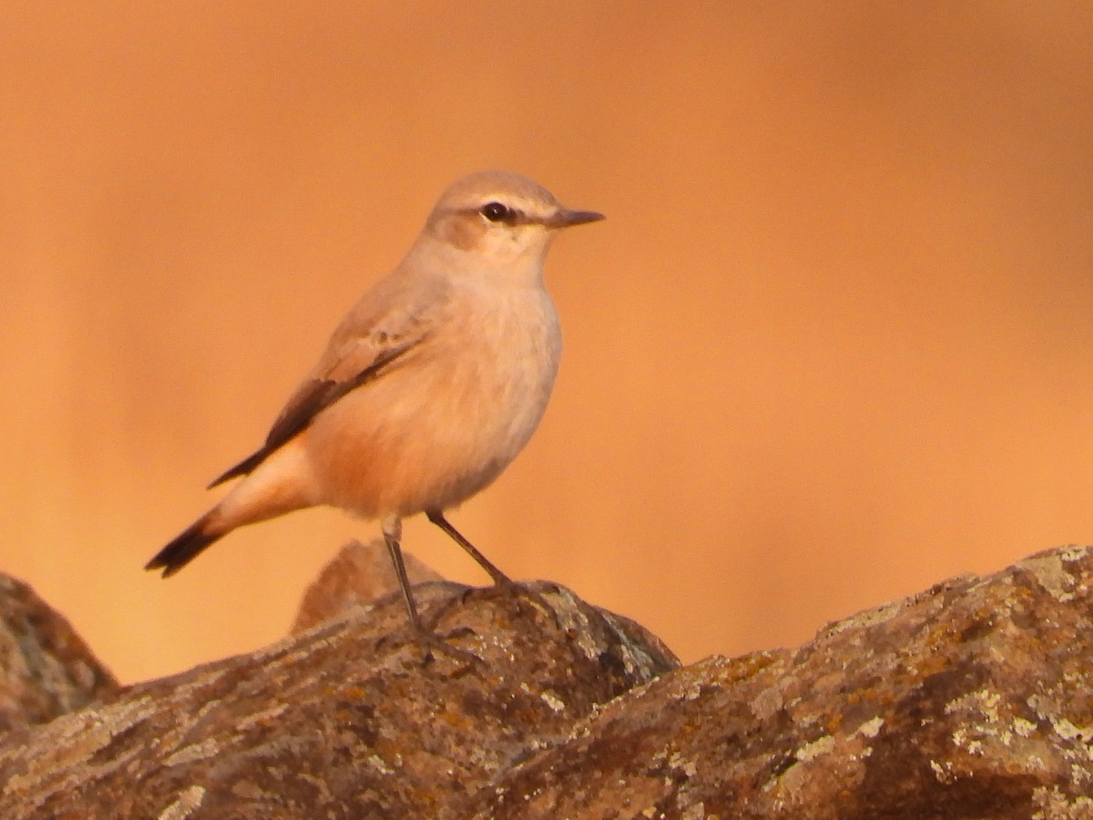 Persian Wheatear - ML644397250