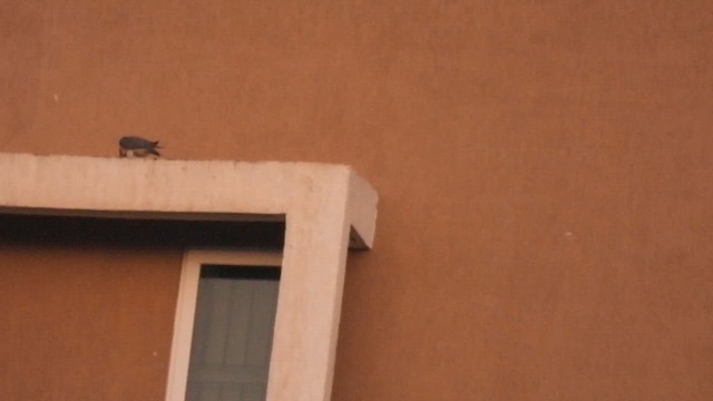 sokol stěhovavý - ML644397252