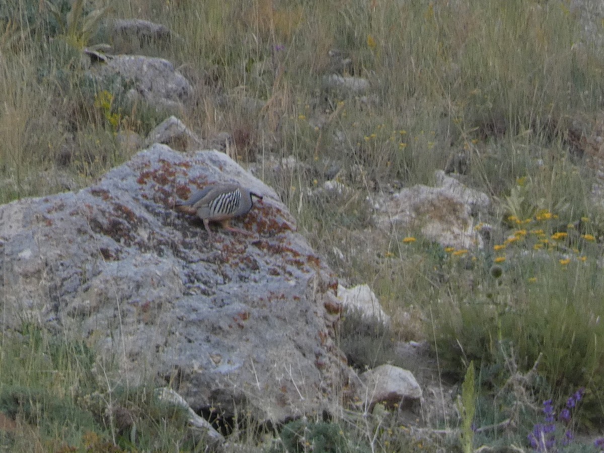 Кеклик - ML644397263