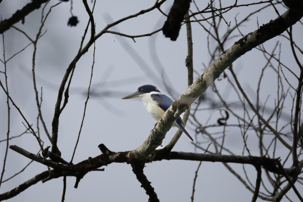 Forest Kingfisher - ML644397265