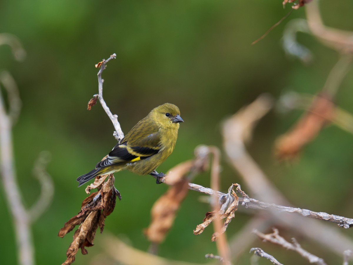 čížek jihoamerický - ML644397272