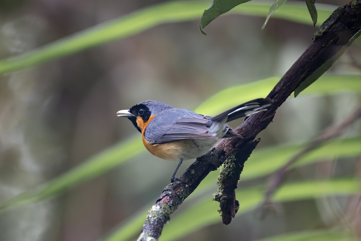 Australian Spectacled Monarch - ML644397281