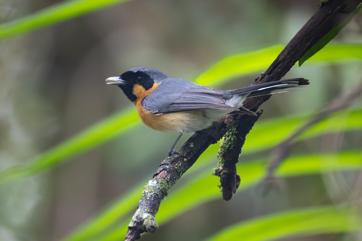 Australian Spectacled Monarch - ML644397282
