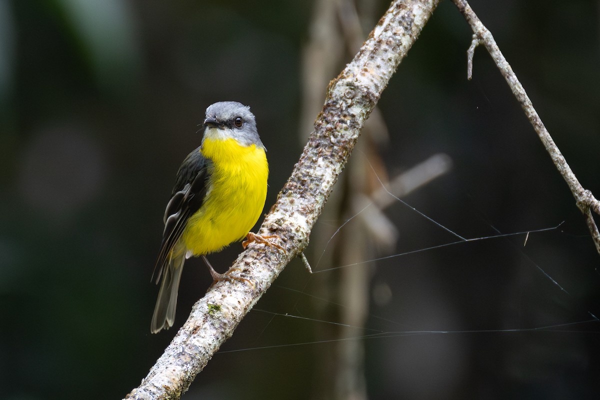 Eastern Yellow Robin - ML644397286