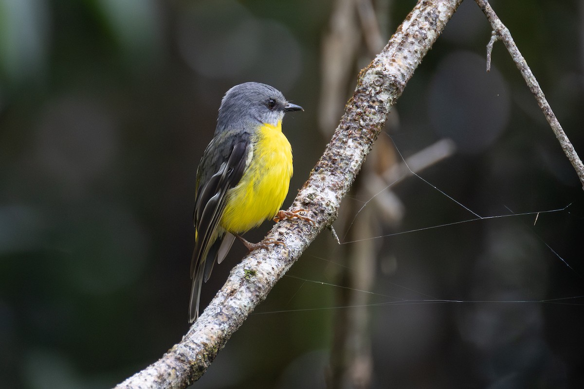 Eastern Yellow Robin - ML644397287