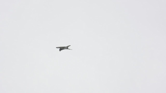 orlík krátkoprstý - ML644397293