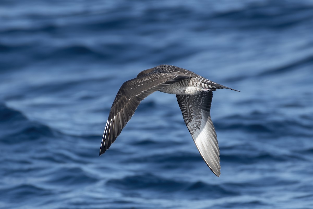Long-tailed Jaeger - ML644397295