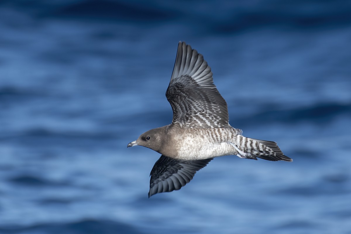 Long-tailed Jaeger - ML644397296