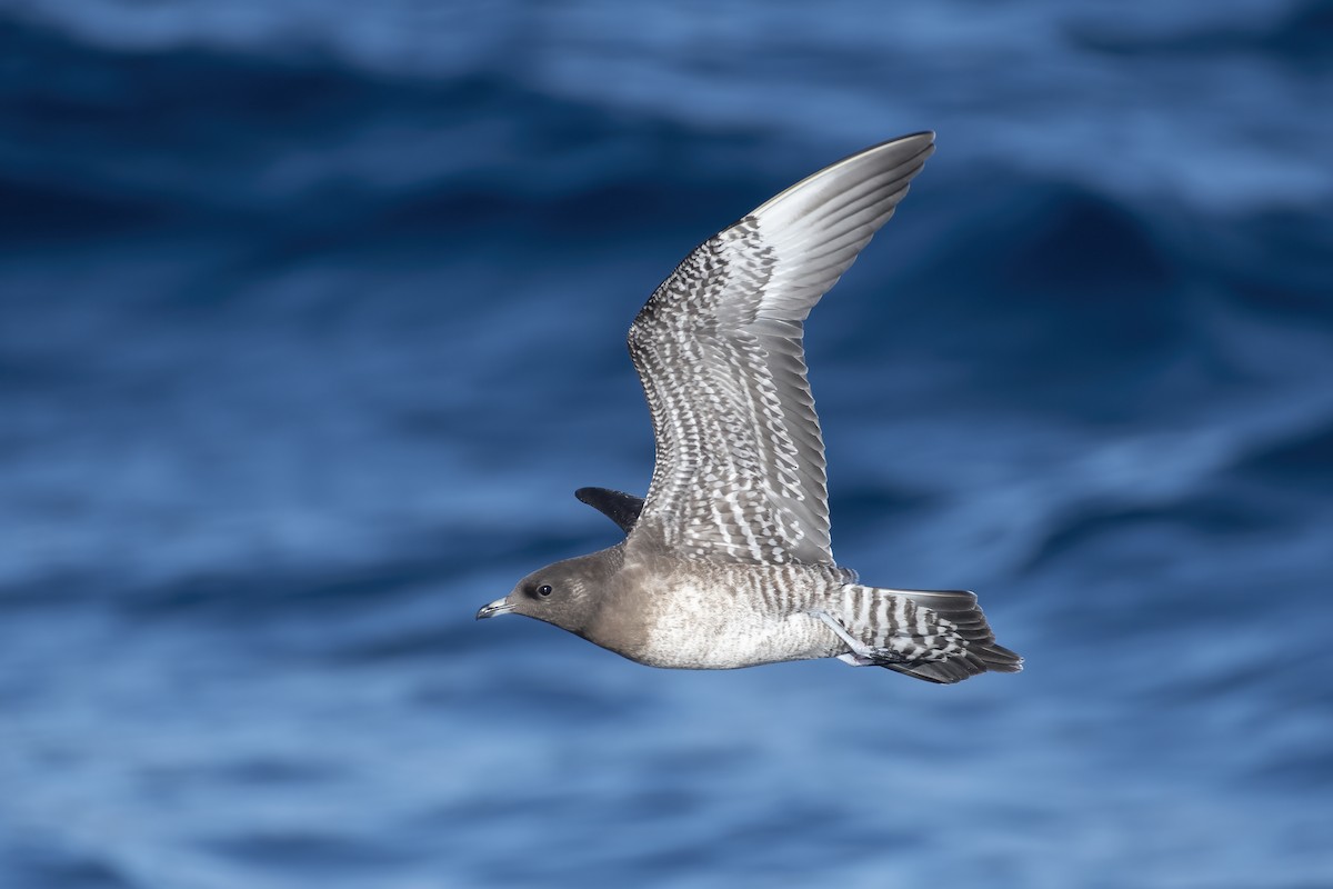 Long-tailed Jaeger - ML644397297