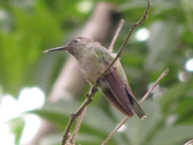 Scaly-breasted Hummingbird - Jeff Harding