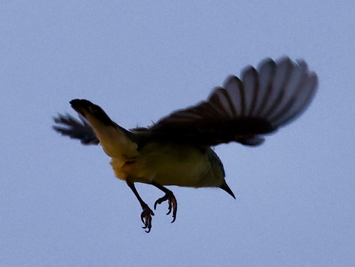 Nile Valley Sunbird - ML644397313