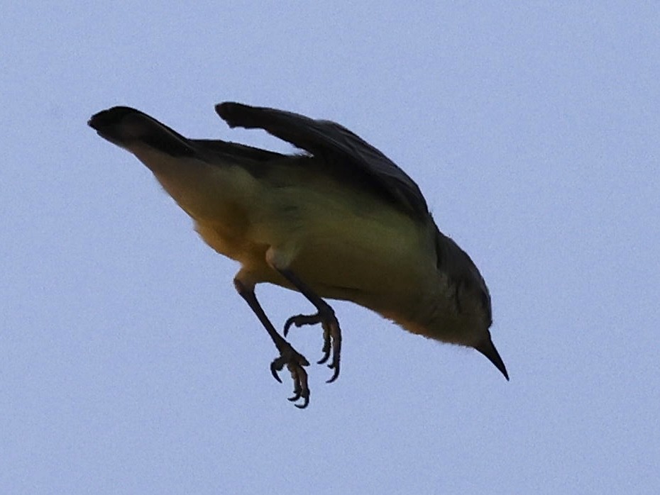 Nile Valley Sunbird - ML644397314