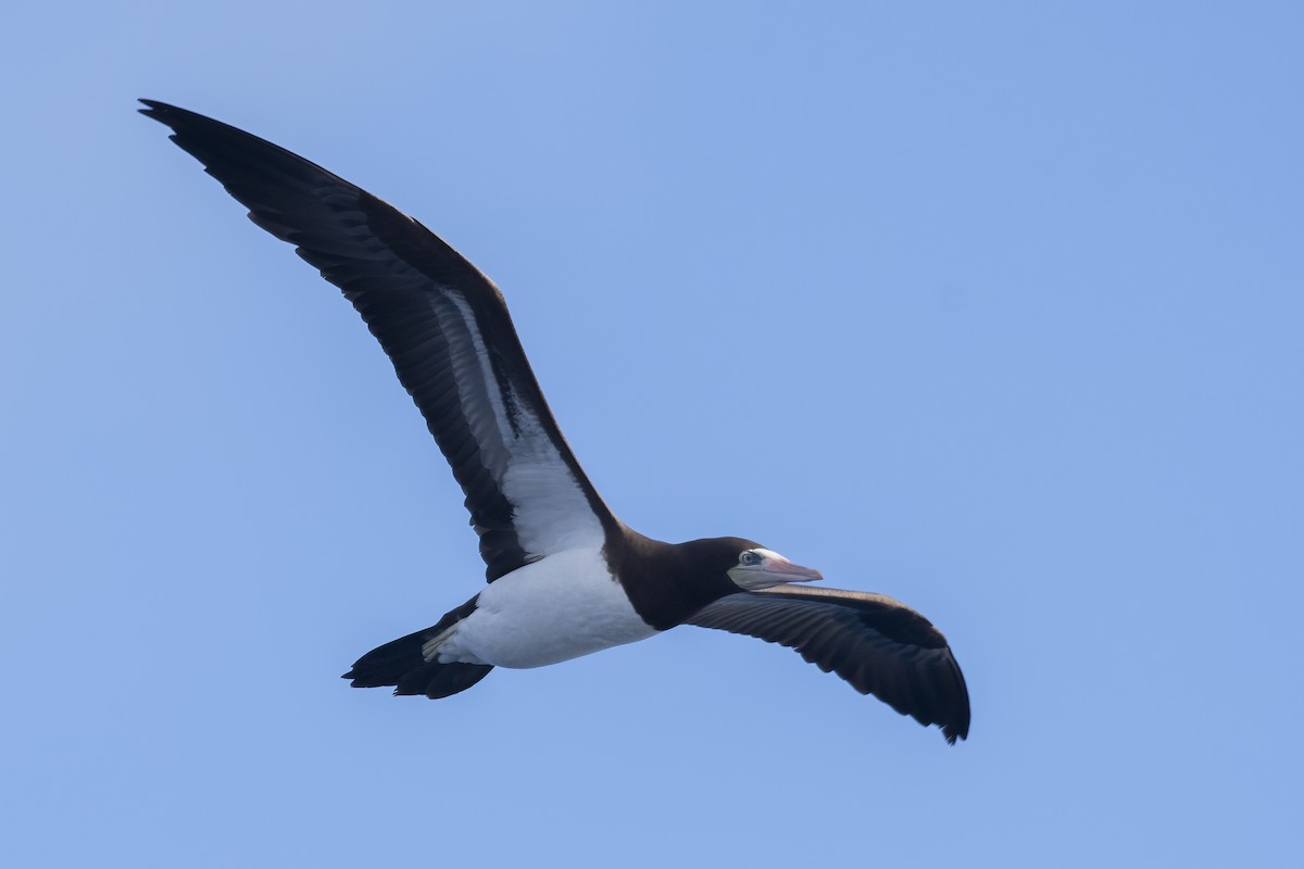 Cocos Booby - ML644397325