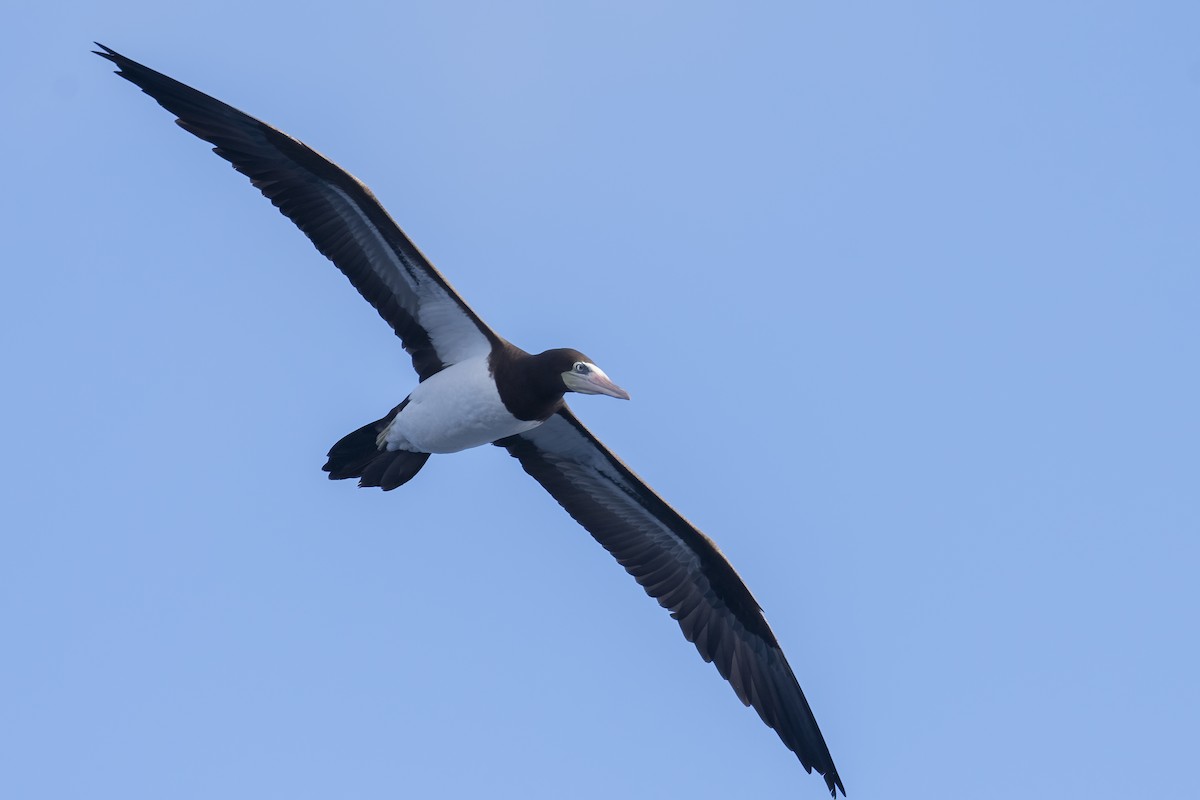 Cocos Booby - ML644397326